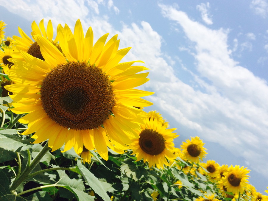 切なくて泣ける あの花 の魅力 えんためも